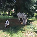 Il Trattore 3*